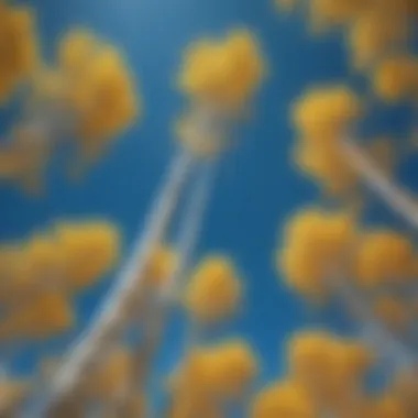 Aerial view of Aspen trees swaying in the wind against a blue sky