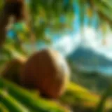 The Role of Coconut in St. Lucia: Cultural Significance and Economic Impact Introduction